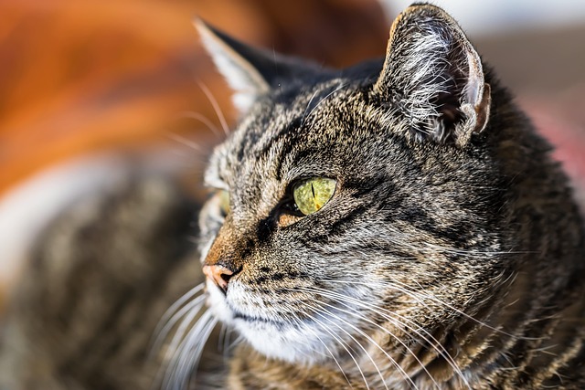 Domestic Cats