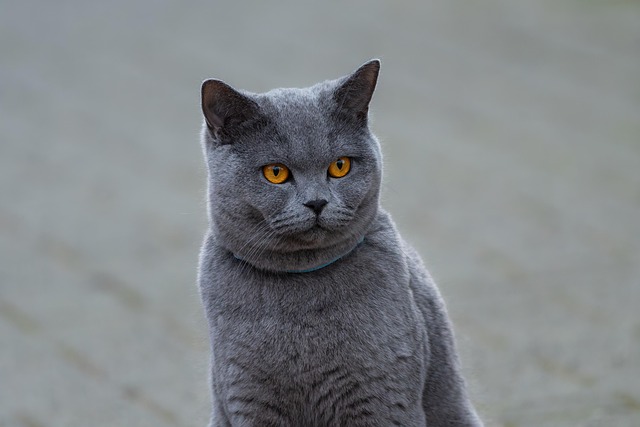 Domestic Cats