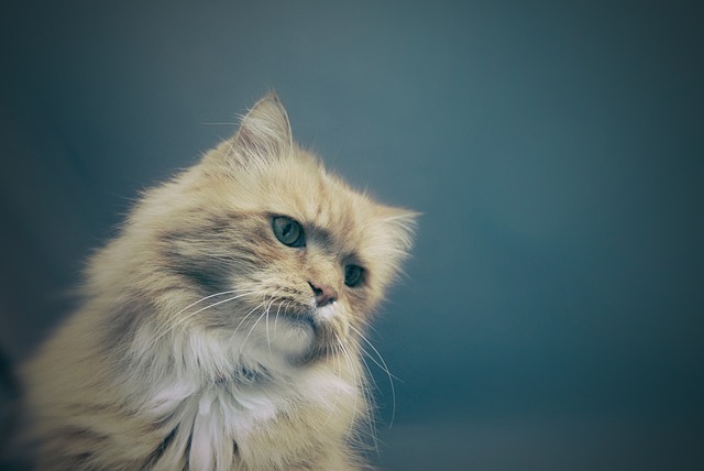 Domestic Cats