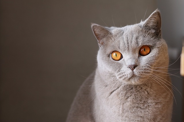 Domestic Cats