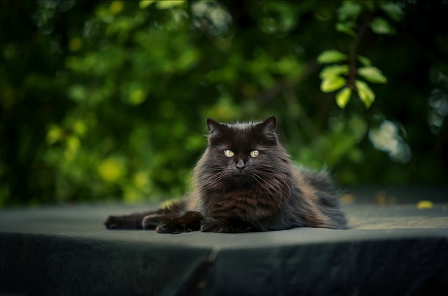 Domestic Cats