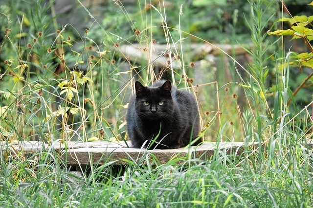 Domestic Cats