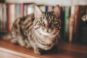 domestic-cats-640x480-80759571.jpeg