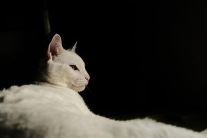 domestic-cats-640x480-80765329.jpeg