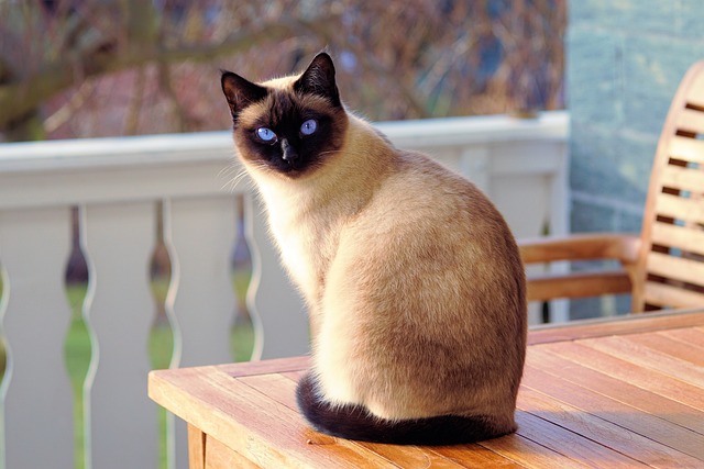 Domestic Cats