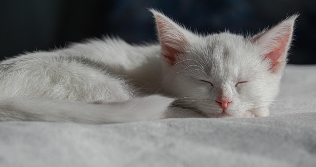 Domestic Cats