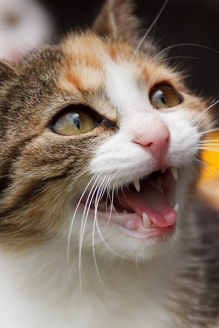 Domestic Cats
