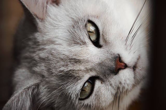 Domestic Cats
