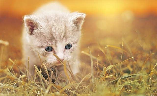 Domestic Cats