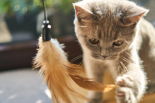 Domestic Cats