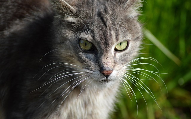 domestic-cats-640x480-9743016.jpeg