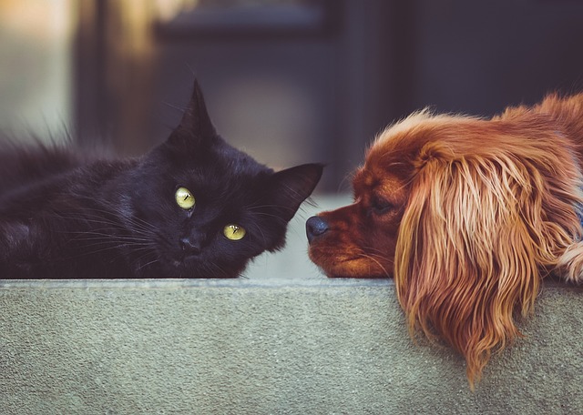 Domestic Cats