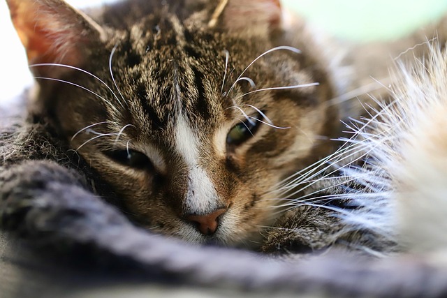 Domestic Cats