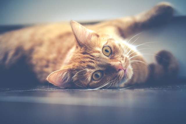Domesticated Orange Tabbies