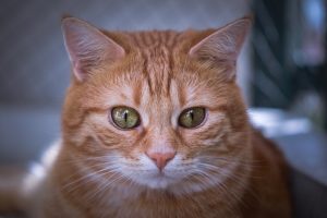 domesticated-orange-tabbies-640x480-17109541.jpeg
