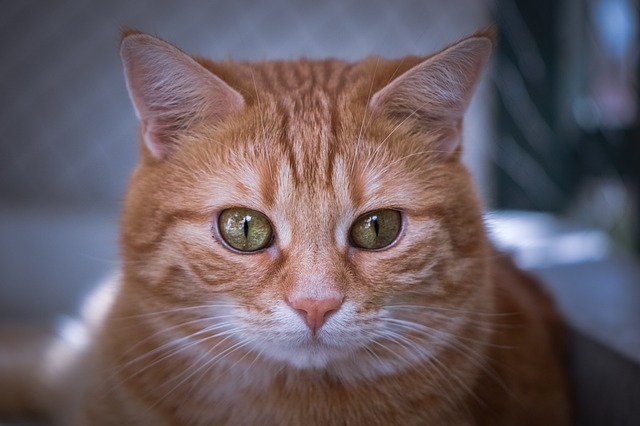 Domesticated Orange Tabbies
