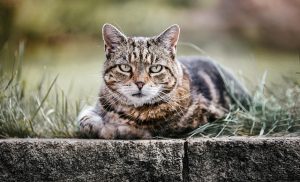 domesticated-orange-tabbies-640x480-40832650.jpeg