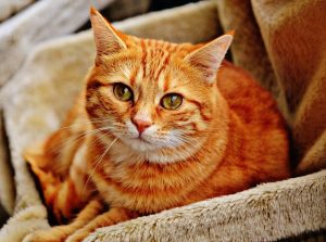 domesticated-orange-tabbies-640x480-46606760.jpeg