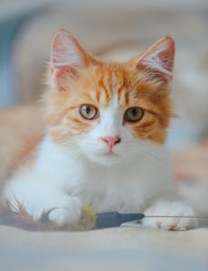 domesticated-orange-tabbies-640x480-48573052.jpeg