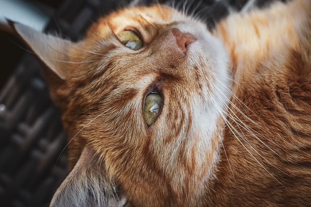 Domesticated Orange Tabbies
