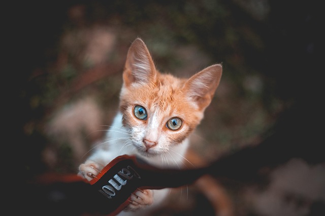 Domesticated Orange Tabbies