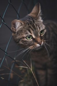 domesticated-orange-tabbies-640x480-55469559.jpeg