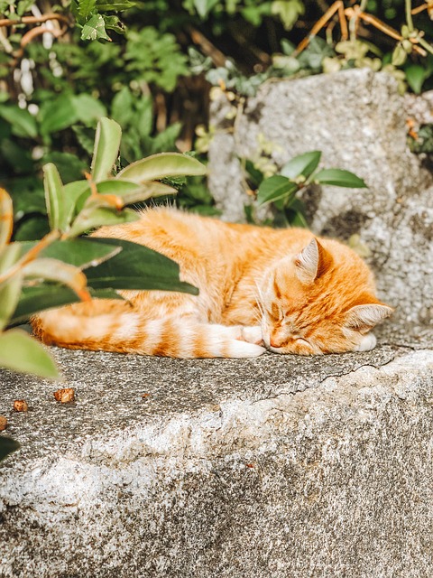 domesticated-orange-tabbies-640x480-57459374.jpeg