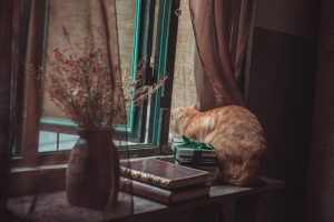 domesticated-orange-tabbies-640x480-74270306.jpeg