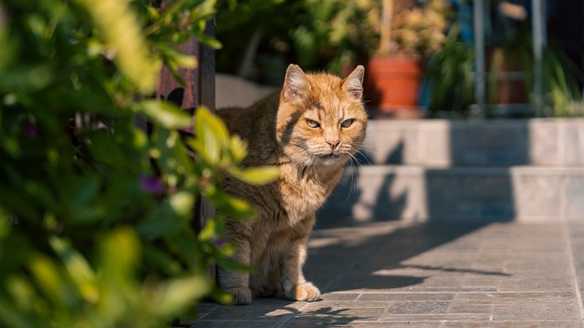 Domesticated Orange Tabbies