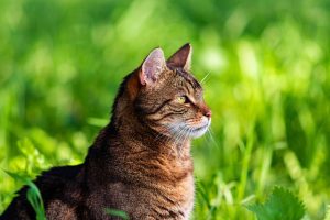 domesticated-orange-tabbies-640x480-87222297.jpeg