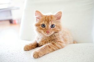 domesticated-orange-tabbies-640x480-94823746.jpeg