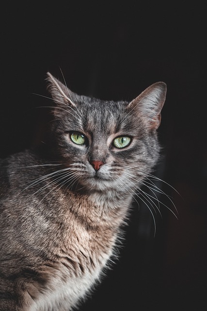Domesticated Tabby Cats