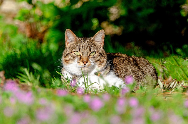 Domesticated Tabby Cats