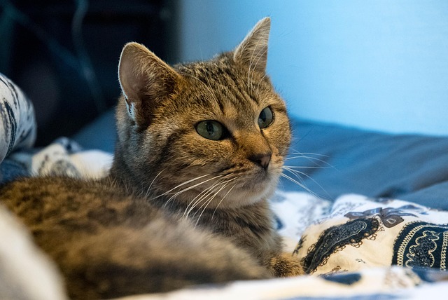 Domesticated Tabby Cats