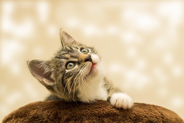 Domesticated Tabby Cats