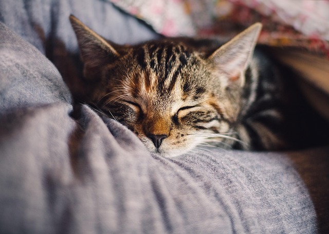 Domesticated Tabby Cats