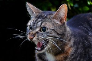 domesticated-tabby-cats-640x480-27299468.jpeg