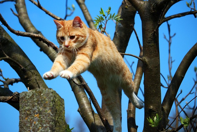 Domesticated Tabby Cats