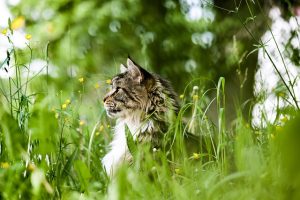 domesticated-tabby-cats-640x480-33069212.jpeg