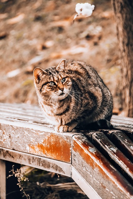 Domesticated Tabby Cats