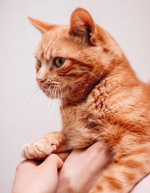 Domesticated Tabby Cats