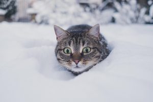 domesticated-tabby-cats-640x480-37757309.jpeg
