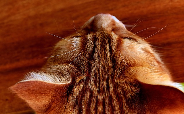 Domesticated Tabby Cats
