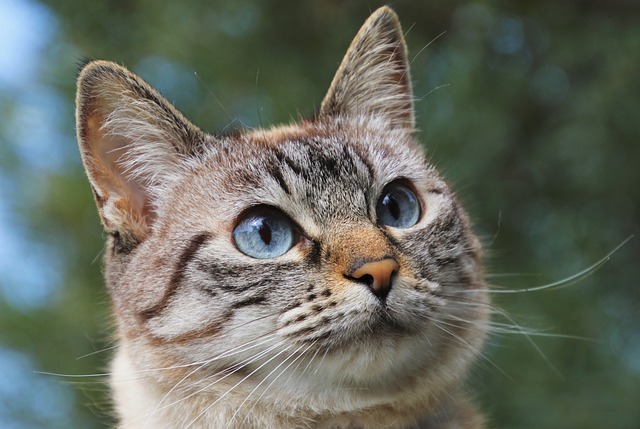 Domesticated Tabby Cats