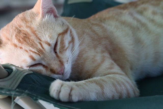Domesticated Tabby Cats