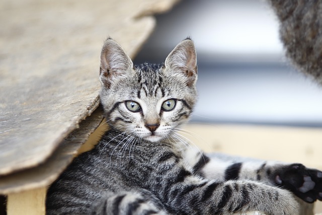 Domesticated Tabby Cats