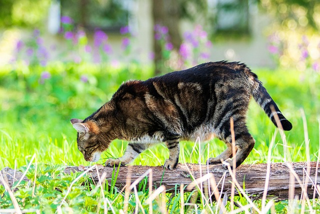 Domesticated Tabby Cats