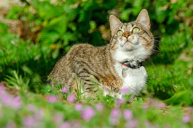 Domesticated Tabby Cats