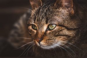 domesticated-tabby-cats-640x480-60008243.jpeg