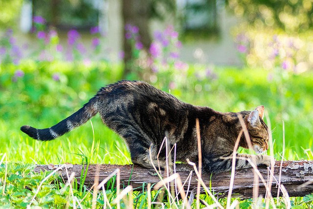 Domesticated Tabby Cats